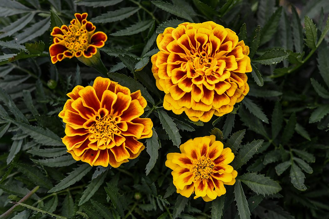 Four marigolds in full bloom