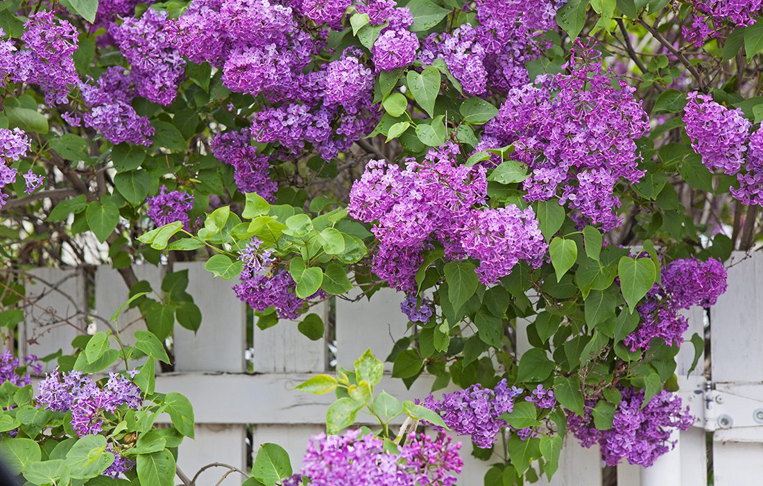 Lilac Bushes in Phelps Grove Neighborhood
