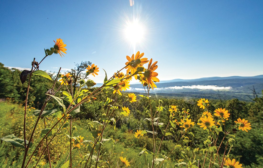 Flowers on the Pig Trail in Arkansas