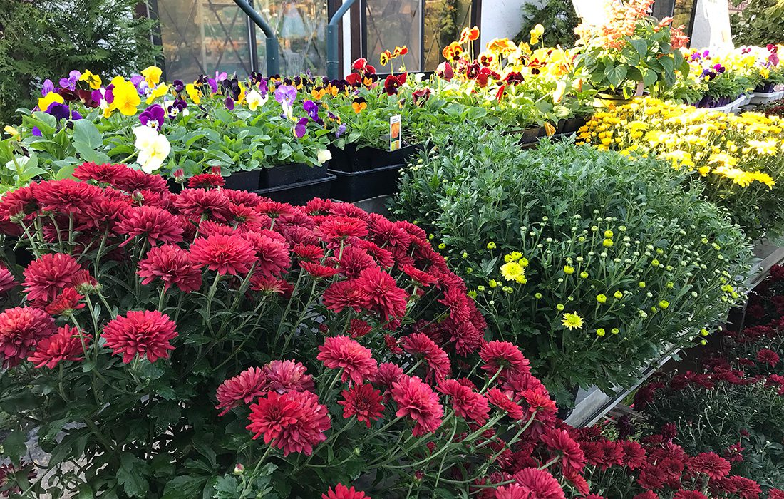 Mums and pansies at Wickman's Garden Village in Springfield, MO