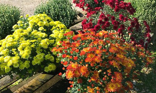 Mums and pansies at Wickman's Garden Village in Springfield, MO