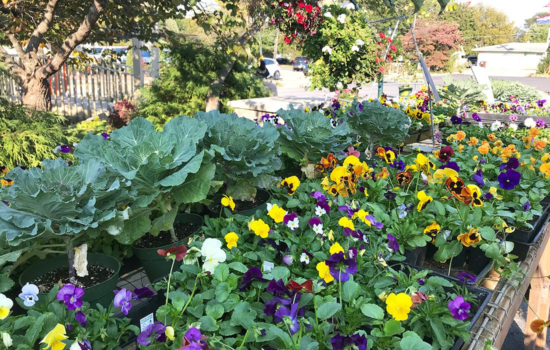 Pansies and cabbage at Wickman's Garden Village in Springfield, MO