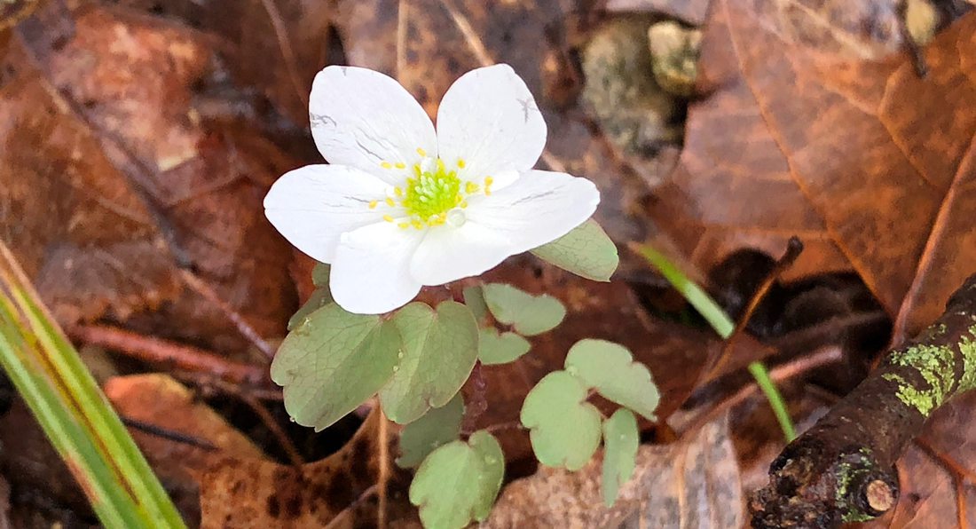 Where to See Winter Wildflowers in the Ozarks