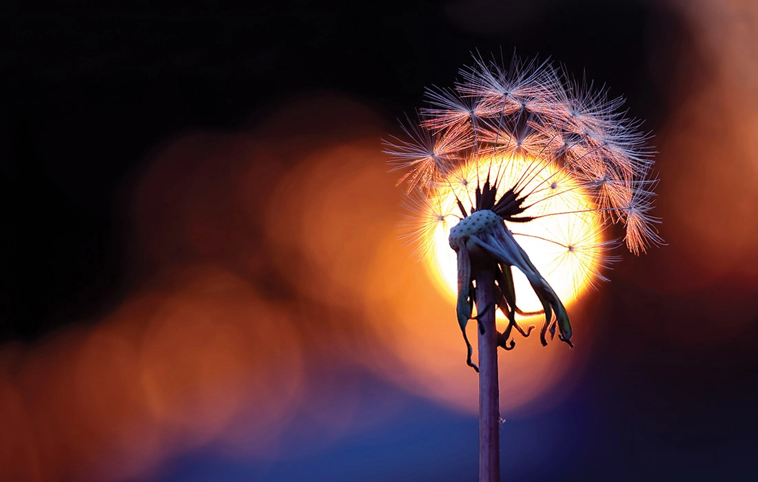 Dandelion against a sunlit backdrop