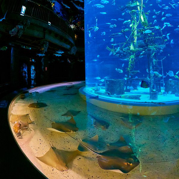 Stingray touch pool at Wonders of Wildlife