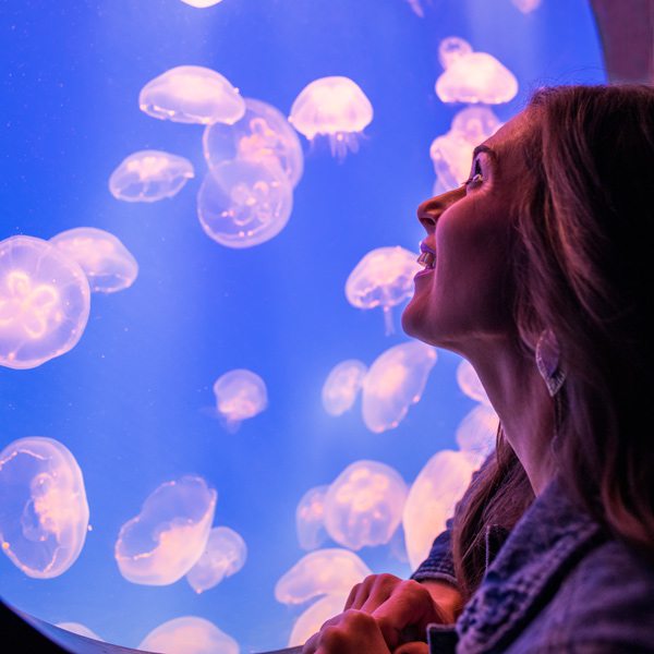 Jellyfish at Wonders of Wildlife