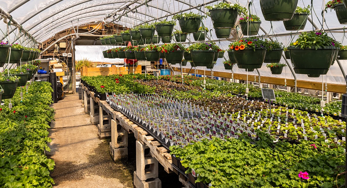 Where to Buy Plants in Springfield, Missouri: 5 Local Nurseries to Visit