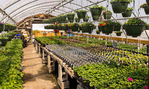 The Nurseries Beautifying 417-Land for Decades