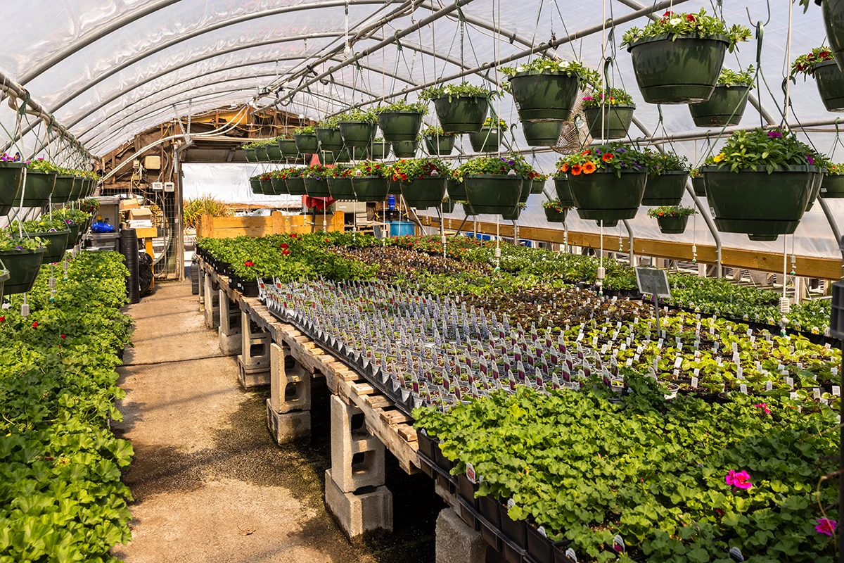 Where to Buy Plants in Springfield, Missouri: 5 Local Nurseries to Visit