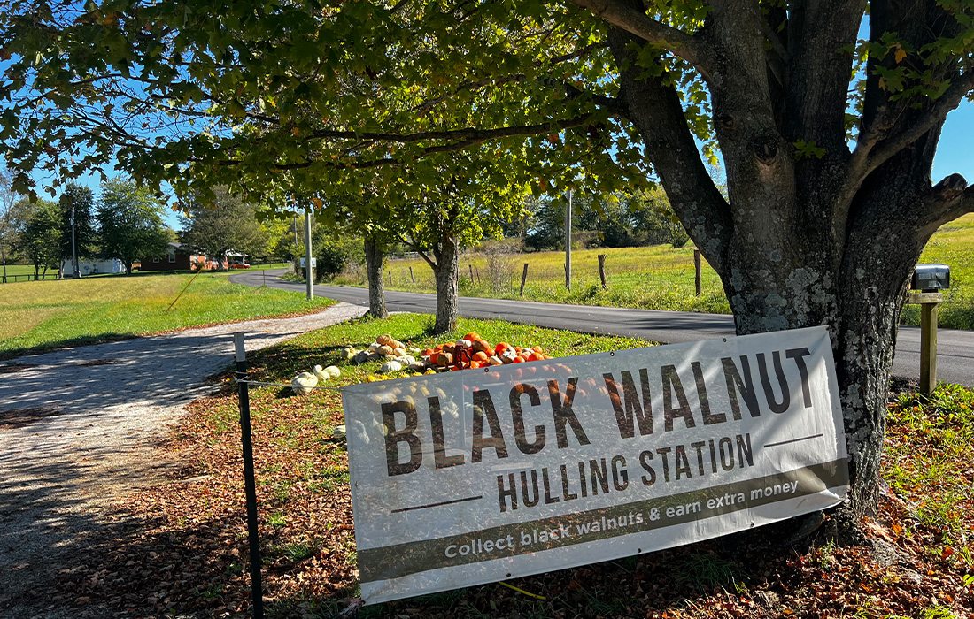 A hulling station for Hammons Black Walnuts.
