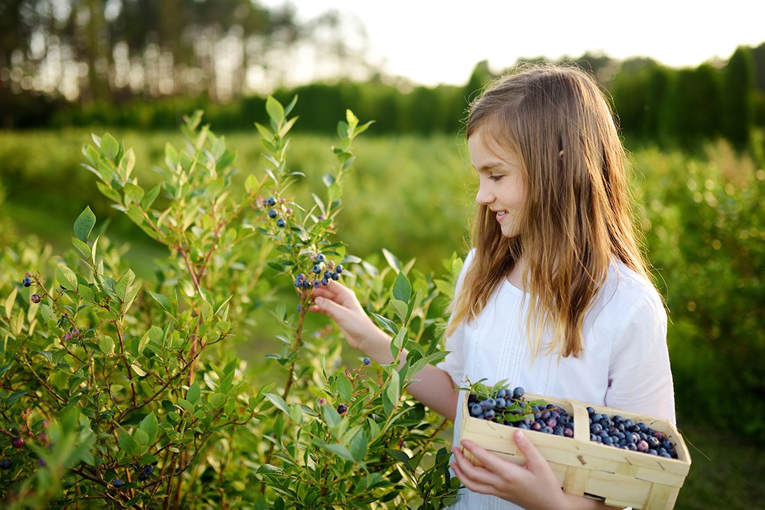 The Best Places To Pick Blueberries in Southwest, MO