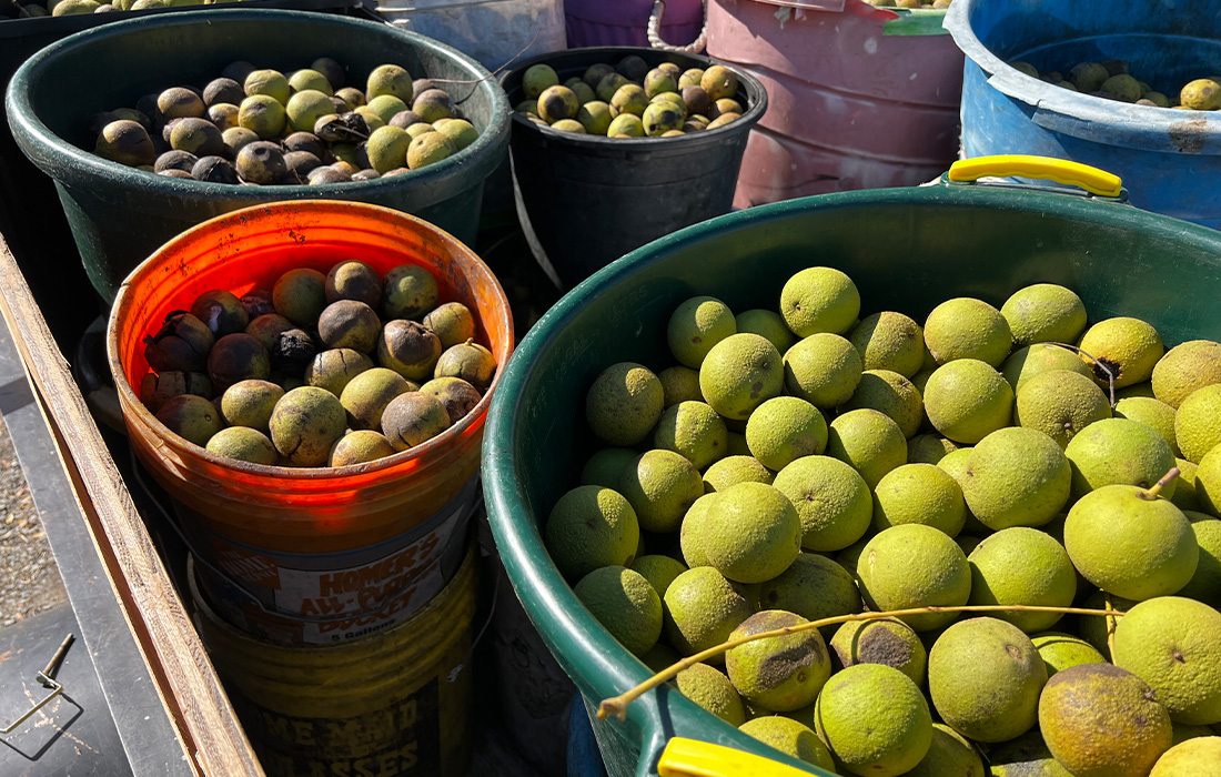 Black Walnut hulling stations become social hubs.