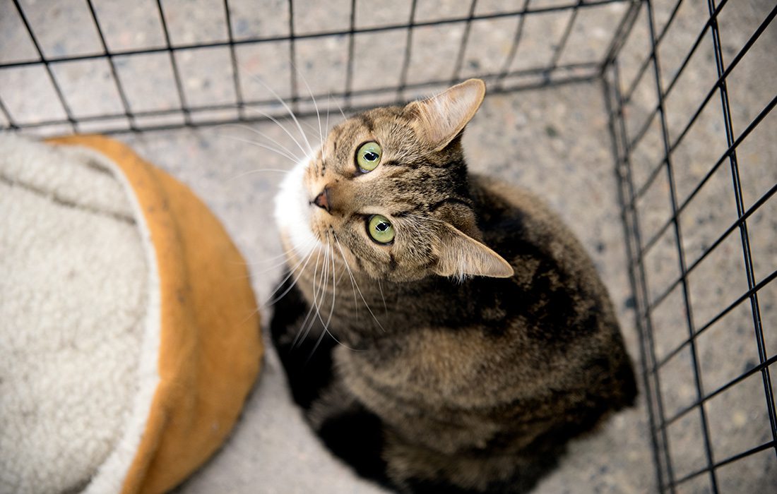 Kitten Adoption Event near Springfield, MO
