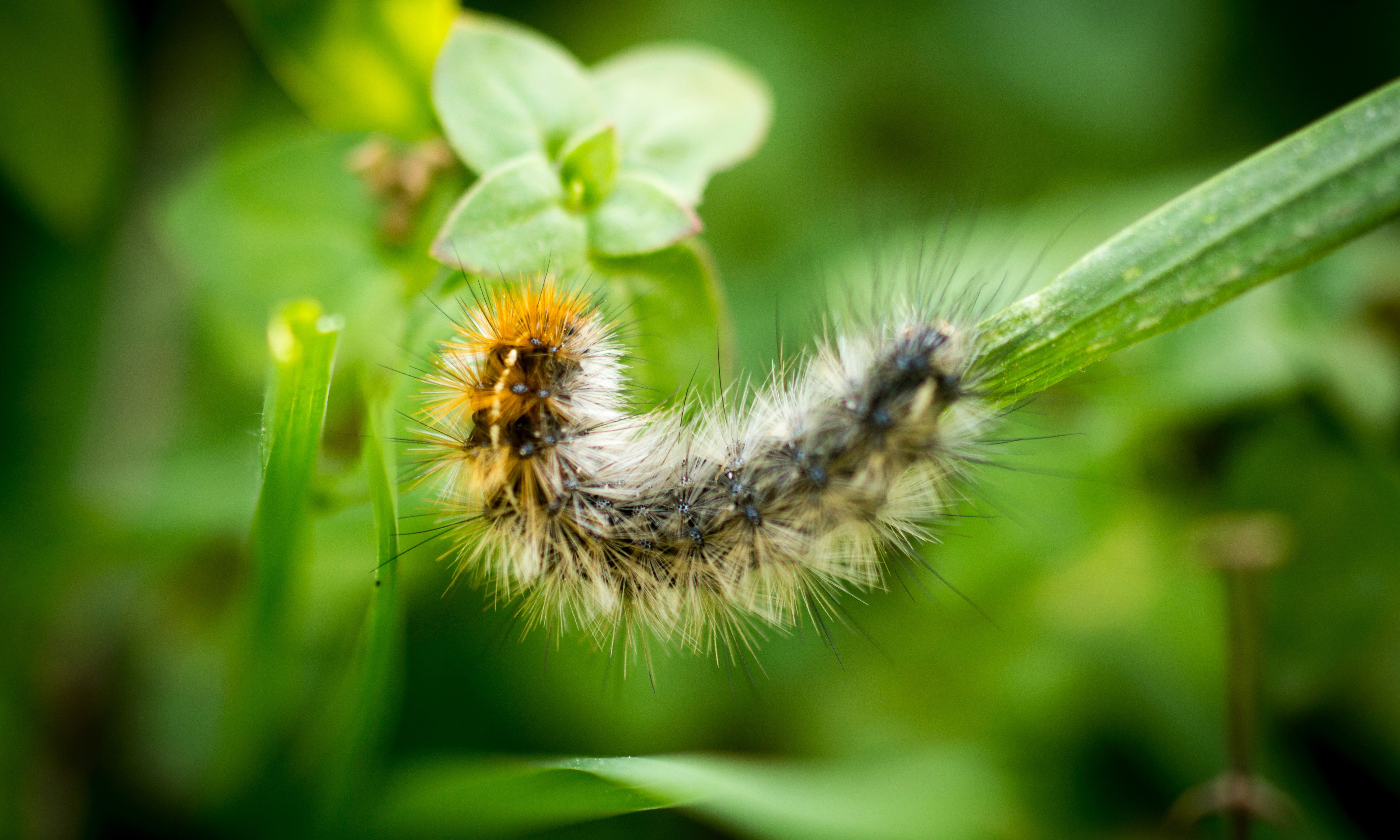 Caterpillar in Nature