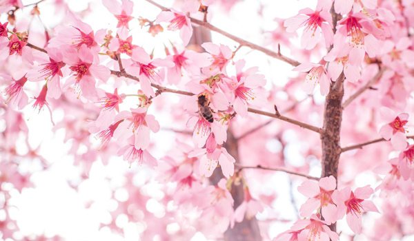 missouri-cherry-blossom-festival
