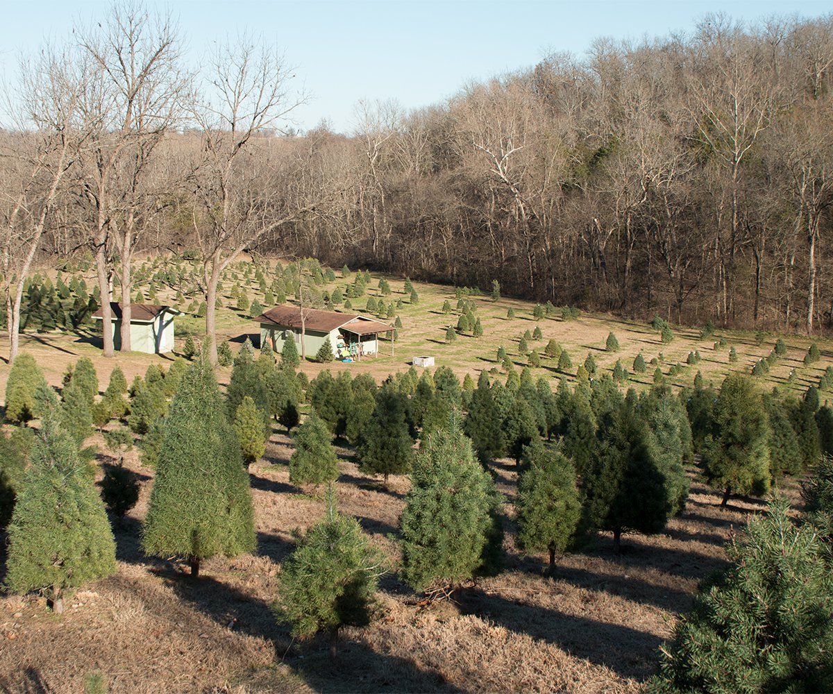 where to dispose of your real christmas tree in springfield mo