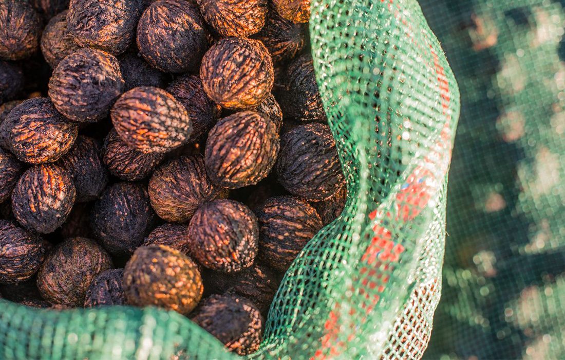 Black walnuts have been found to have the highest amount of protein than any other tree nut.