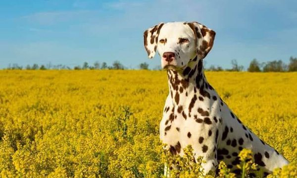 Dog in Field