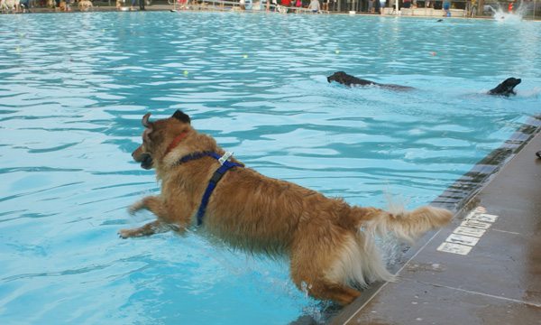 are dogs allowed in public pools