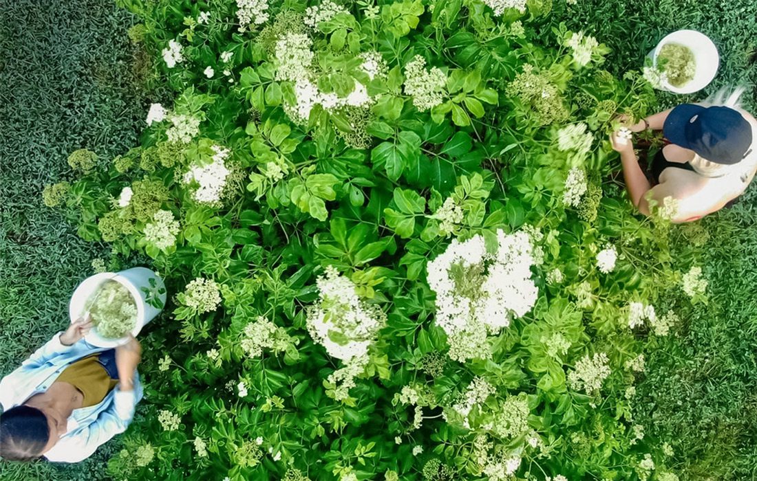 Edlerflower harvest at Elder Farms