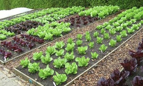 garden
