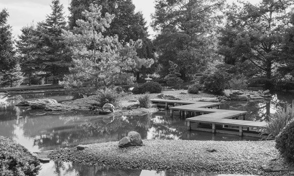 garden in black and white