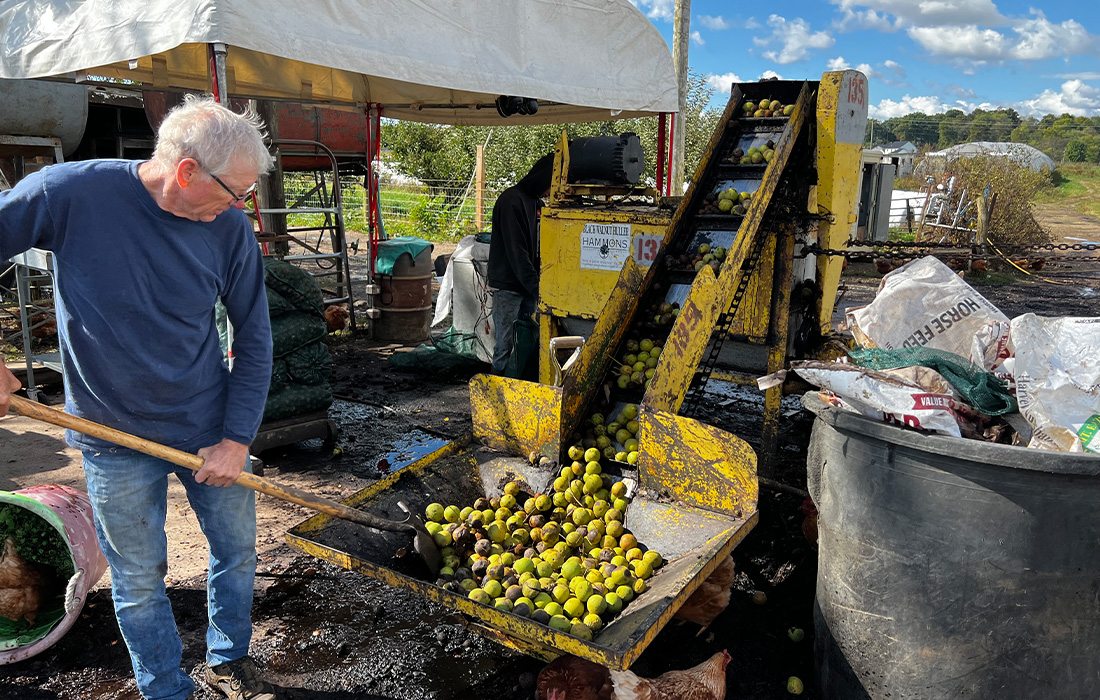 The black walnut harvest plays an essential role across the Ozarks region.