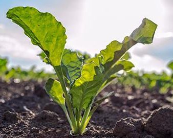 Growing Salad Greens