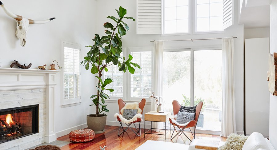 Breathe Life Into Your Home with House Plants