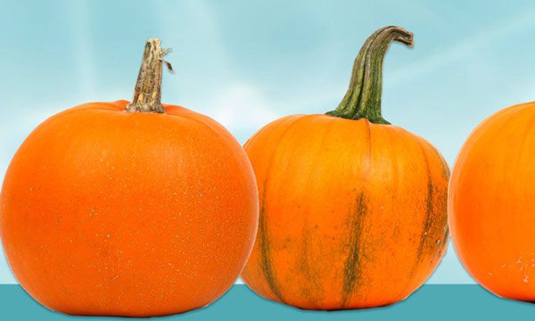 pumpkins