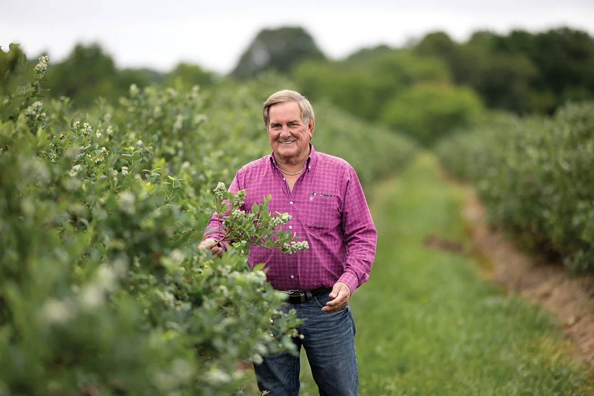 Randy Little stands in a berry field at Missouri Berries