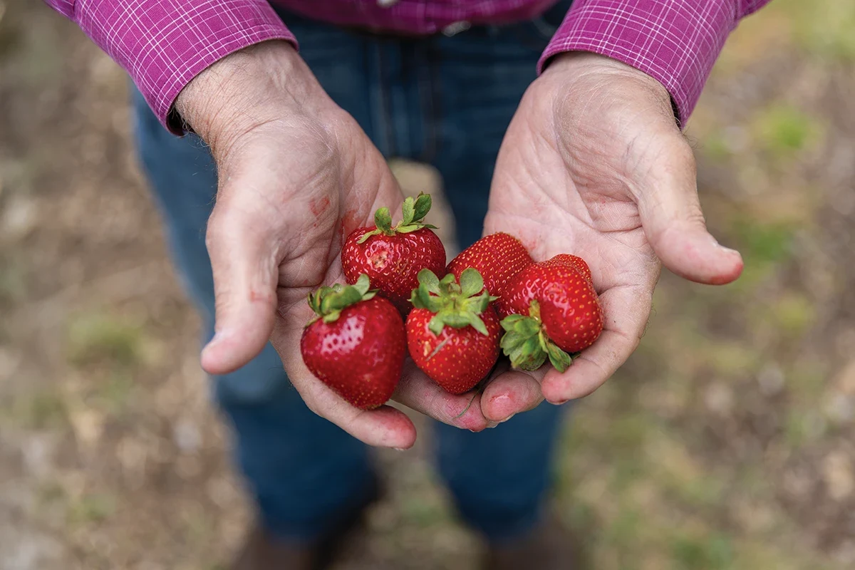 Hands holding freshly picked strawberries