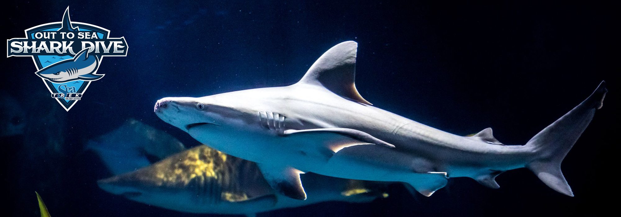 Wonders of Wildlife's Shark Week Giveaway