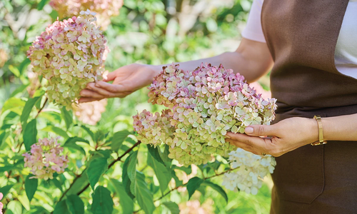 Panicle Hydrangeas: Your Garden's Hardest Worker