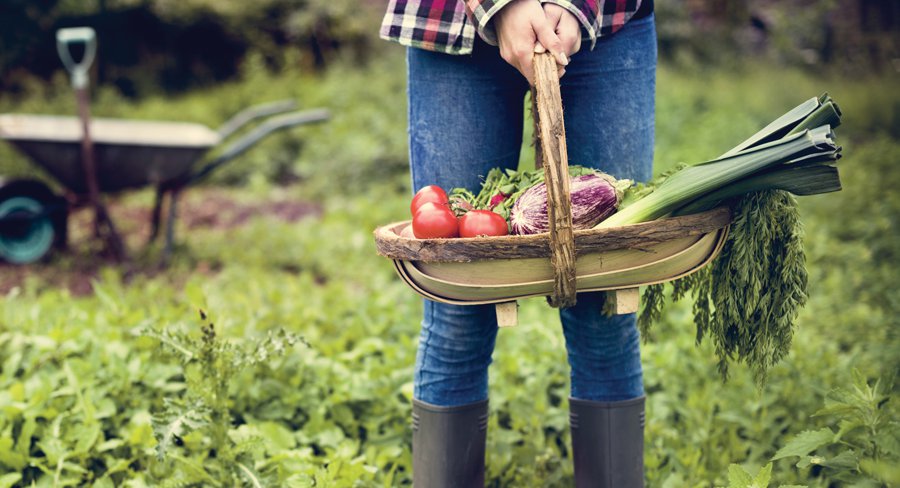 The Veggies You Need to Plant in August