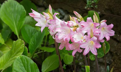 Naked Lady Lilies stock photo