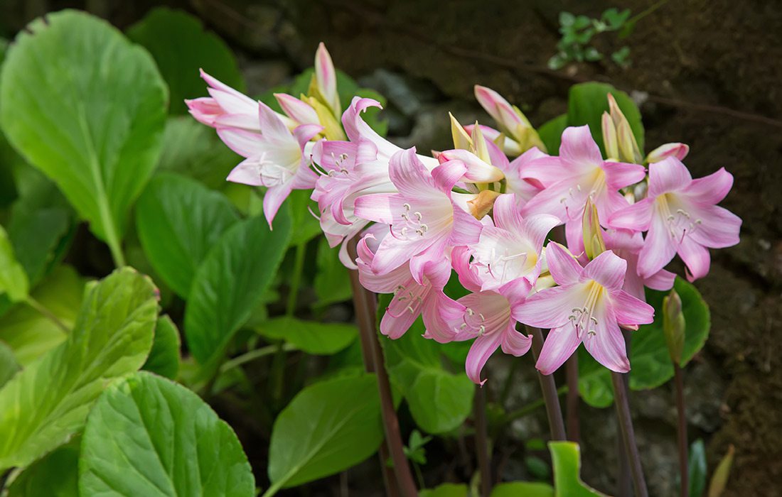 Naked Lady flowers outdoors