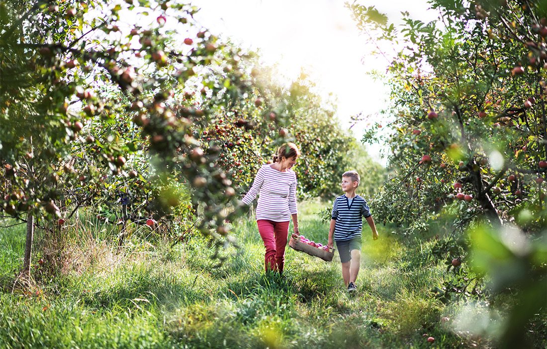 Mother and son apple picking