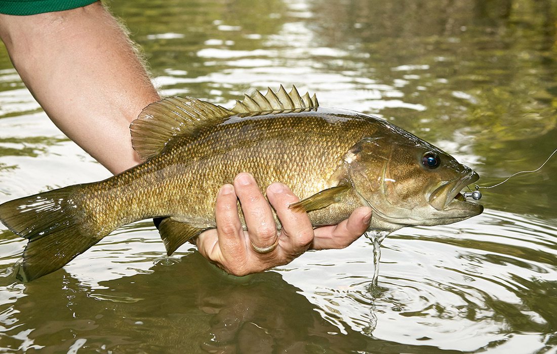 Bass fish stock photo