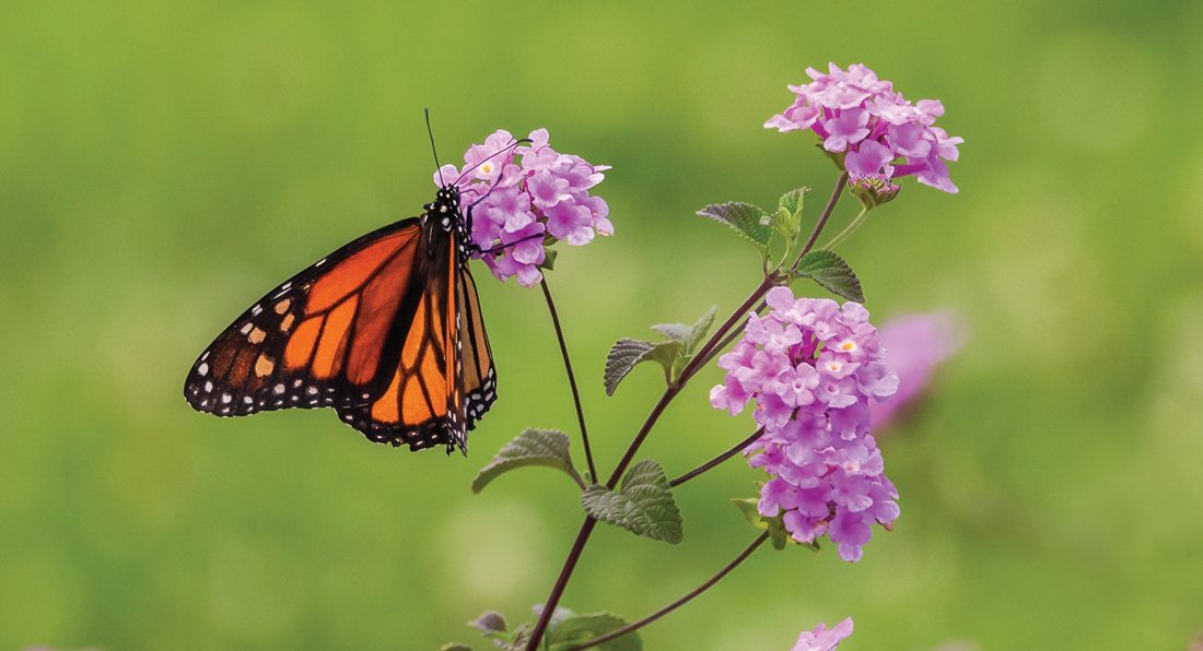 Transforming Highway 13 into a Pollinator Paradise