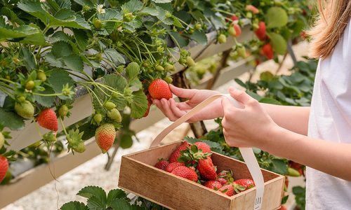 Strawberry picking