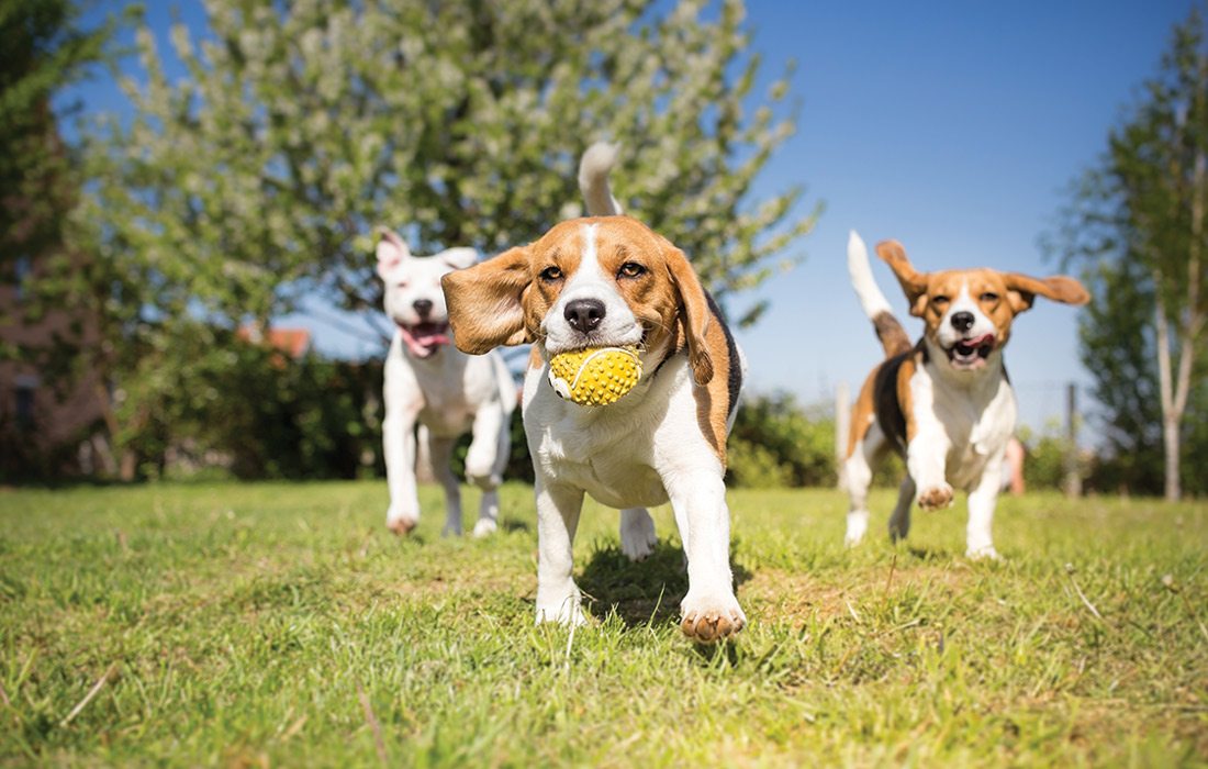 Dogs in a park