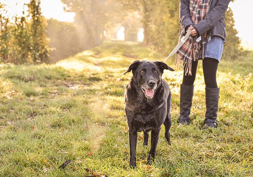 Dog walking on a trail stock image