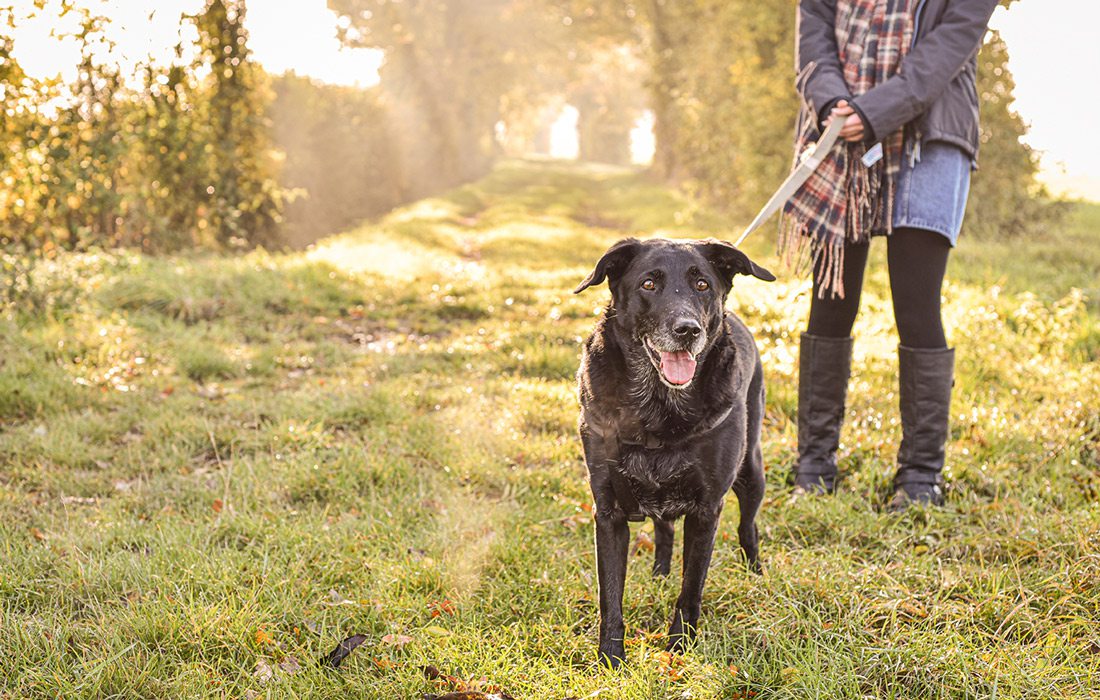 Dog walking on a trail stock image