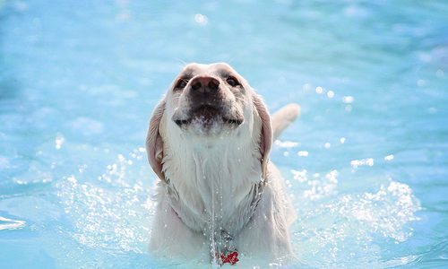 Dog in swimming pool.