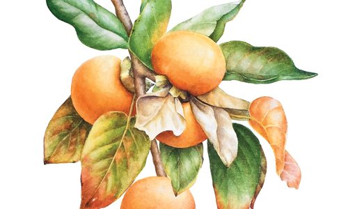 Fall plants illustration