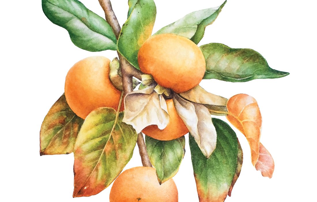 Illustration of plants.