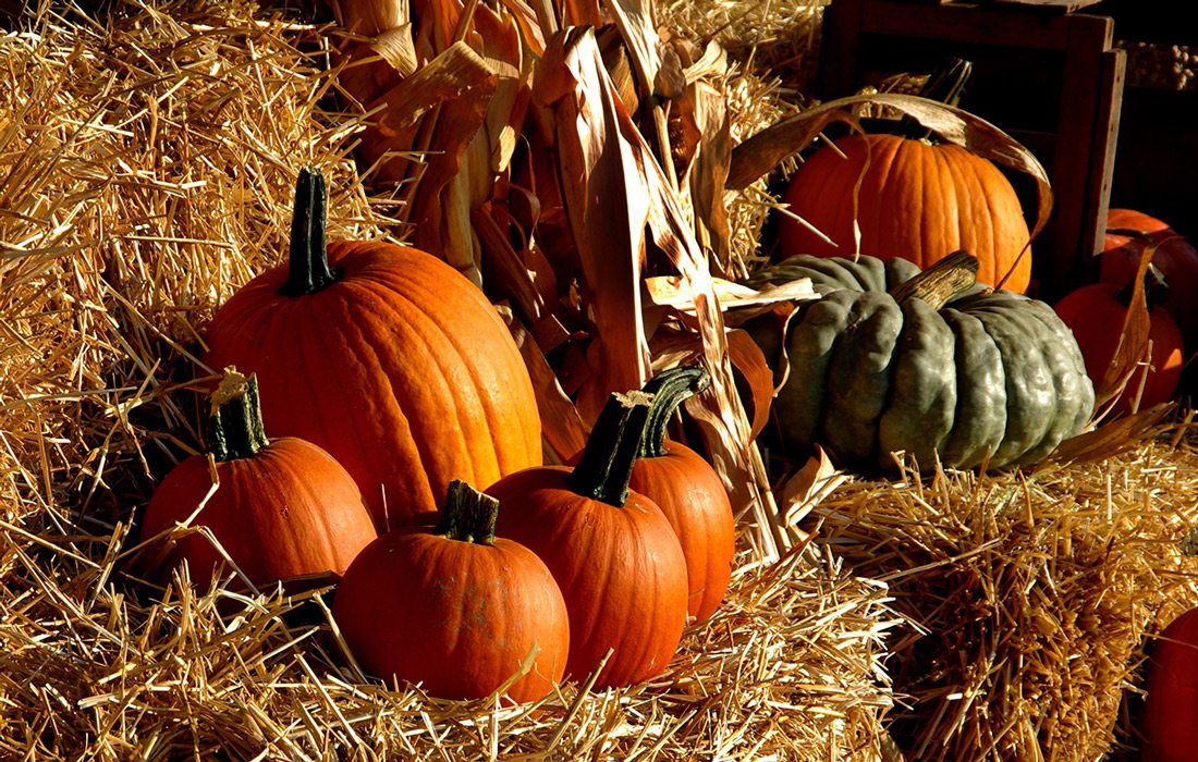 Pumpkins sitting on hay bales