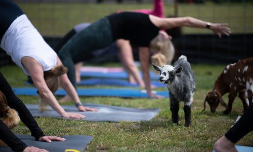 Goat yoga