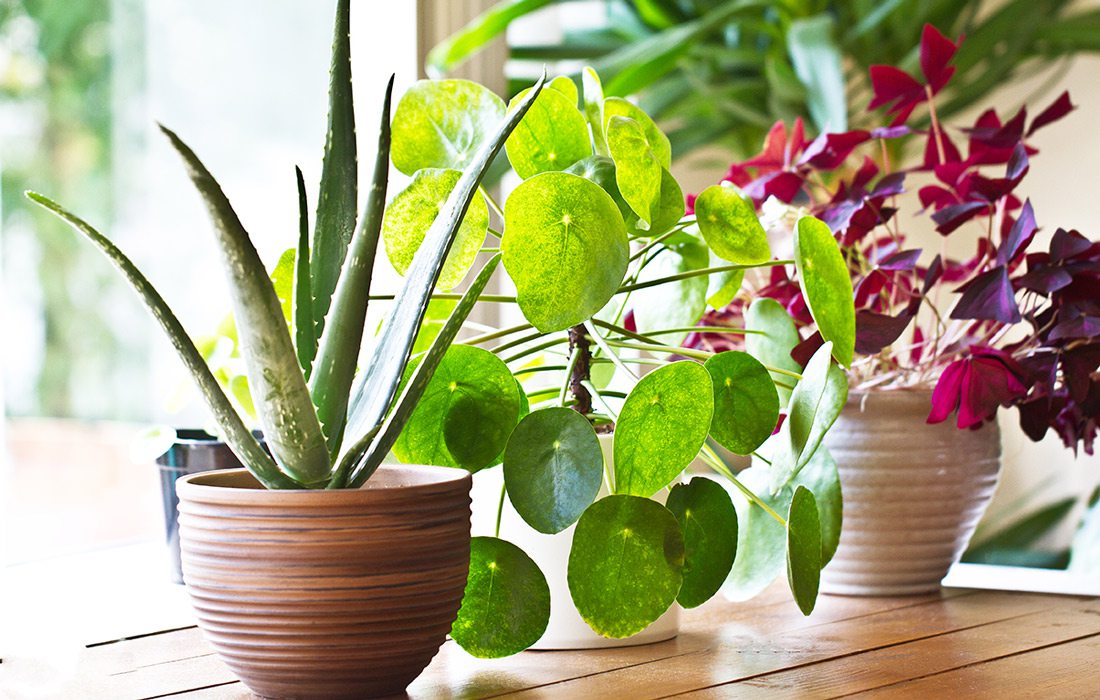 Stock image of houseplants